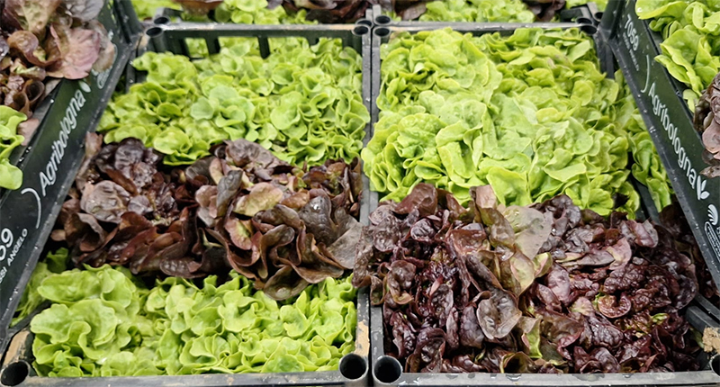Gentilina - Italia - 1,20/1,50 euro al chilogrammo